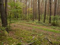 a trail is in the woods with leaves on the ground and a few trees in the background