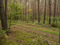 a trail is in the woods with leaves on the ground and a few trees in the background