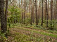 a trail is in the woods with leaves on the ground and a few trees in the background