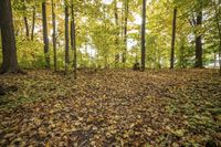 Autumn Forest Landscape: Scenic Nature at its Best
