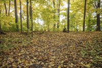 Autumn Forest Landscape: Scenic Nature at its Best