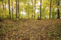 Autumn Forest Landscape: Scenic Nature at its Best