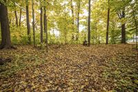 Autumn Forest Landscape: Scenic Nature at its Best