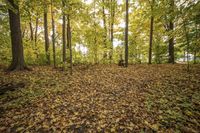 Autumn Forest Landscape: Scenic Nature at its Best