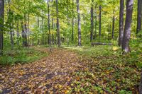 Autumn Forest Landscape in a Temperate Broadleaf and Mixed Forest
