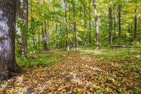 Autumn Forest Landscape in a Temperate Broadleaf and Mixed Forest