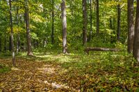 Autumn Forest Landscape in a Temperate Broadleaf and Mixed Forest