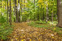 Autumn Forest Landscape in a Temperate Broadleaf and Mixed Forest