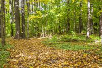 Autumn Forest Landscape in a Temperate Broadleaf and Mixed Forest