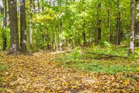 Autumn Forest Landscape in a Temperate Broadleaf and Mixed Forest
