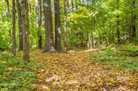 Autumn Forest Landscape in a Temperate Broadleaf and Mixed Forest