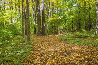 Autumn Forest Landscape in a Temperate Broadleaf and Mixed Forest