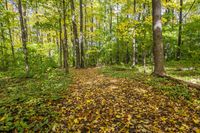Autumn Forest Landscape in a Temperate Broadleaf and Mixed Forest