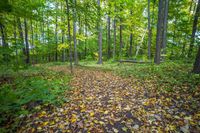 Autumn Forest Landscape: A Sea of Yellow Leaves