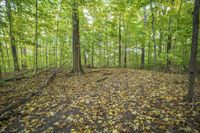 Autumn Forest: A Natural Landscape