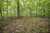 Autumn Forest: A Natural Landscape