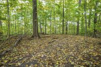 Autumn Forest: A Natural Landscape
