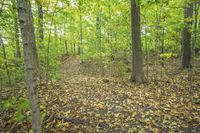 Autumn Forest: A Natural Landscape