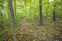 Autumn Forest: A Natural Landscape