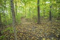 Autumn Forest: A Natural Landscape