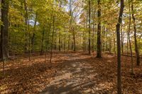 Autumn Forest in Ontario, Canada