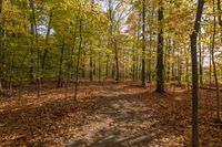 Autumn Forest in Ontario, Canada