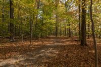 Autumn Forest in Ontario, Canada