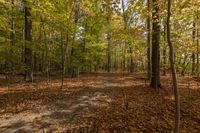 Autumn Forest in Ontario, Canada