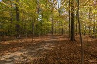 Autumn Forest in Ontario, Canada