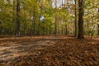 Autumn Forest in Ontario, Canada