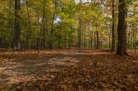 Autumn Forest in Ontario, Canada