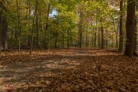 Autumn Forest in Ontario, Canada