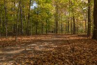 Autumn Forest in Ontario, Canada