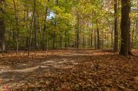 Autumn Forest in Ontario, Canada