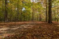 Autumn Forest in Ontario, Canada