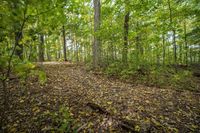 there is a small mound in the middle of the forest, surrounded by leaves on the ground and fallen on the ground