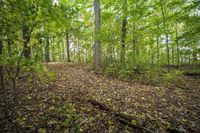 there is a small mound in the middle of the forest, surrounded by leaves on the ground and fallen on the ground