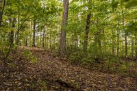 there is a small mound in the middle of the forest, surrounded by leaves on the ground and fallen on the ground