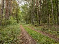 a dirt road through the forest in the woods is surrounded by trees and bushes on either side