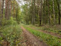 a dirt road through the forest in the woods is surrounded by trees and bushes on either side