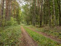 an empty dirt road through a green forested area of trees and shrubs in the woods