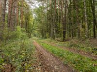 an empty dirt road through a green forested area of trees and shrubs in the woods