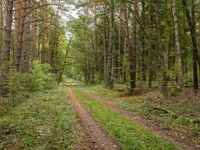 an empty dirt road through a green forested area of trees and shrubs in the woods