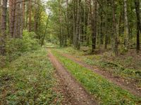 an empty dirt road through a green forested area of trees and shrubs in the woods