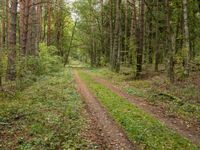 an empty dirt road through a green forested area of trees and shrubs in the woods