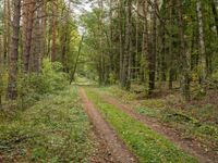 an empty dirt road through a green forested area of trees and shrubs in the woods