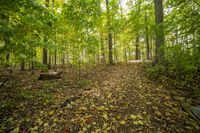 Autumn Forest Road: A Stunning Landscape of Nature