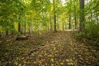 Autumn Forest Road: A Stunning Landscape of Nature