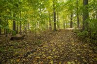 Autumn Forest Road: A Stunning Landscape of Nature