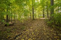Autumn Forest Road: A Stunning Landscape of Nature